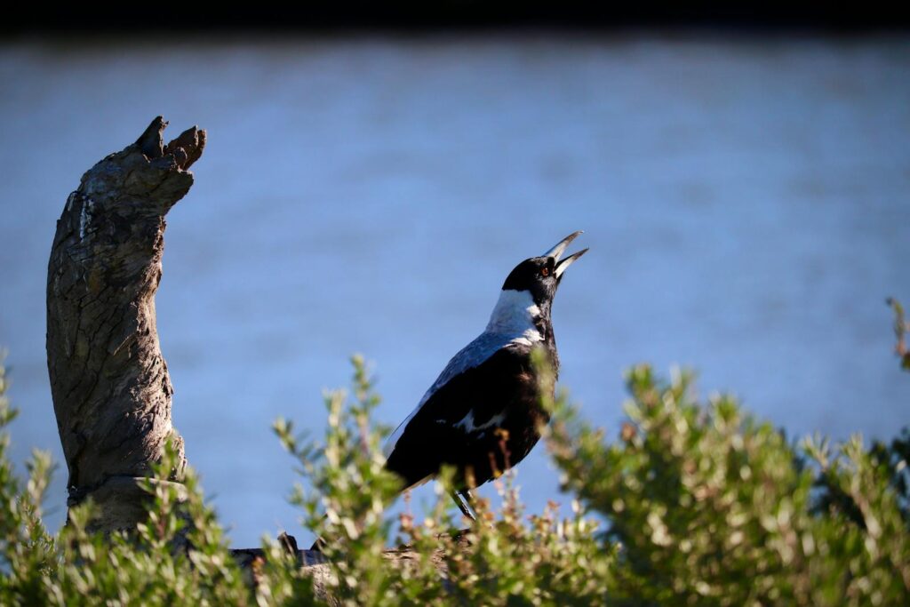 An Australian Magpie sings with its beak open.