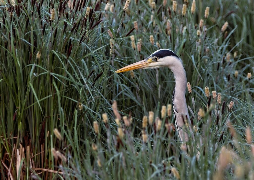 A grey heron stands among tall green and brown reeds.