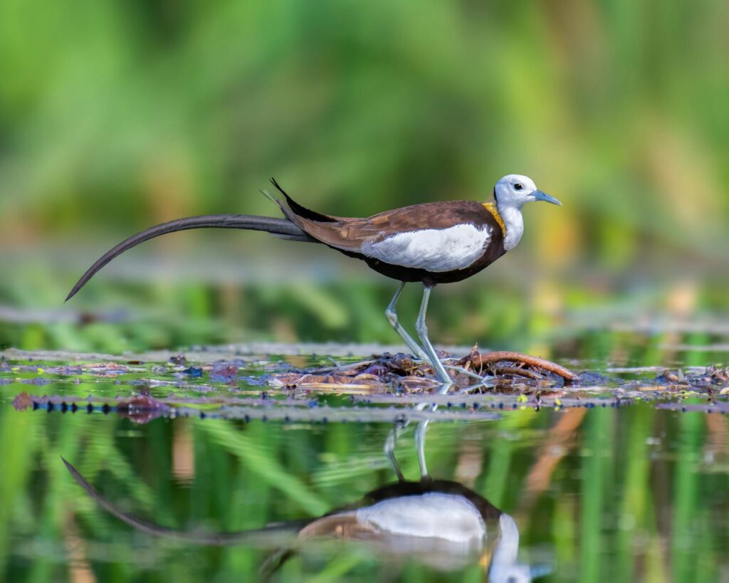 A pheasant-tailed jacana with a long tail and light blue beak stands on vegetation in water.