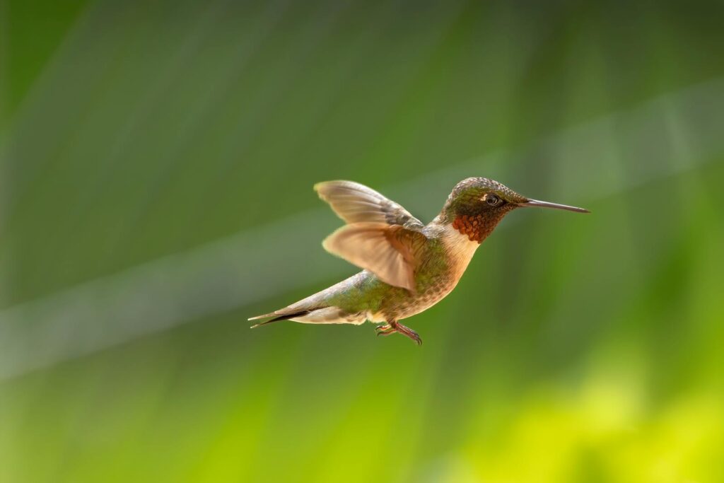 A ruby-throated hummingbird hovers in mid-air against a blurred green background.