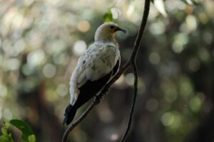 A Pied Imperial Pigeon with white and black plumage perches on a slender branch.