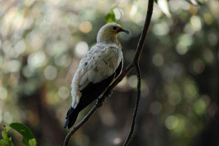 A Pied Imperial Pigeon with white and black plumage perches on a slender branch.