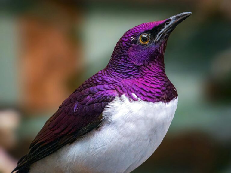 A vibrant purple starling looks upward.