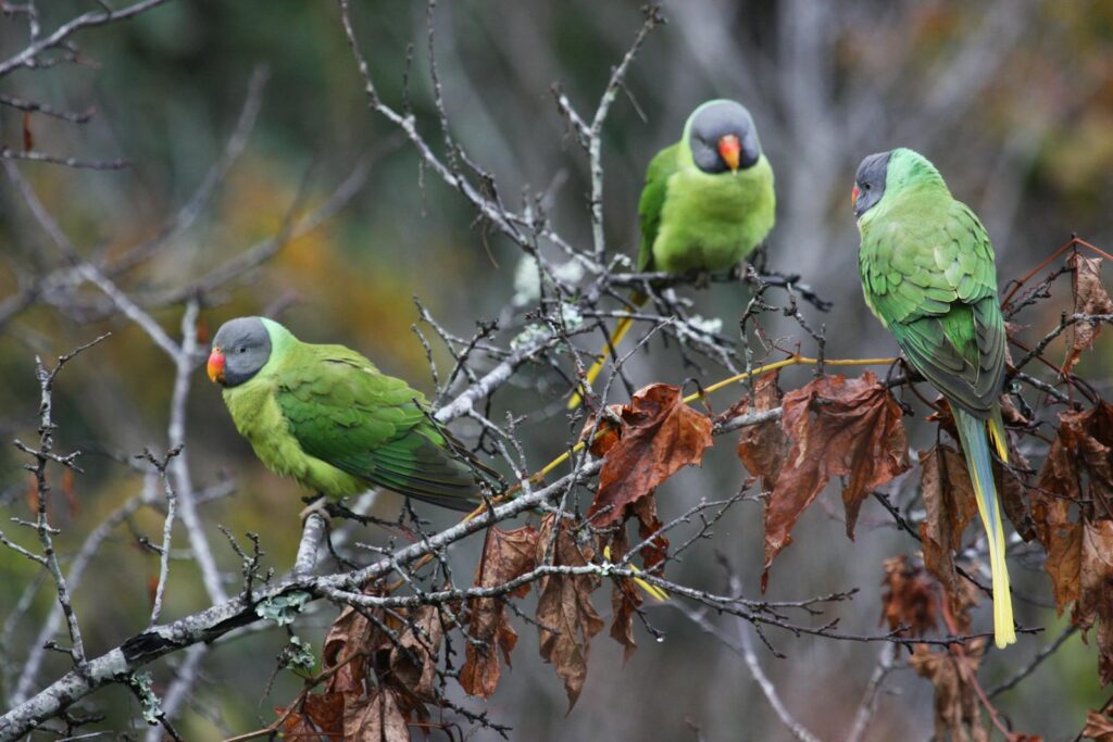 Three slaty-headed parakeets perch on bare branches.