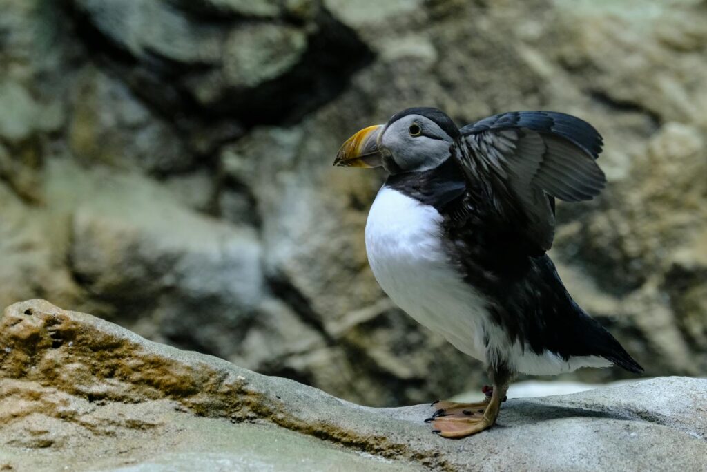Puffin