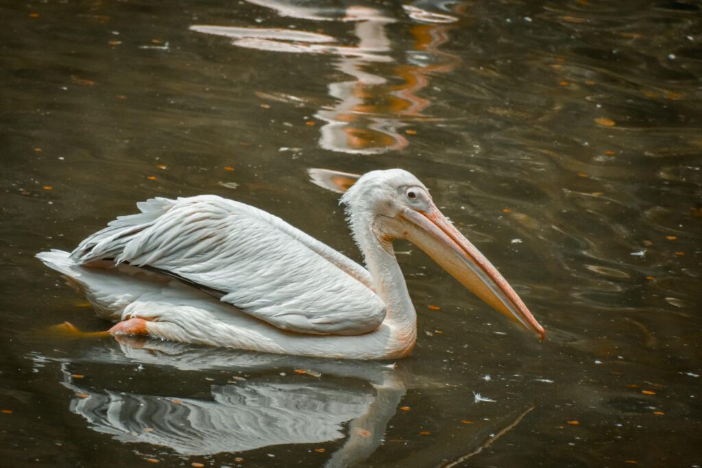 A serene white pelican peacefully swimming in calm water, reflecting tranquility.