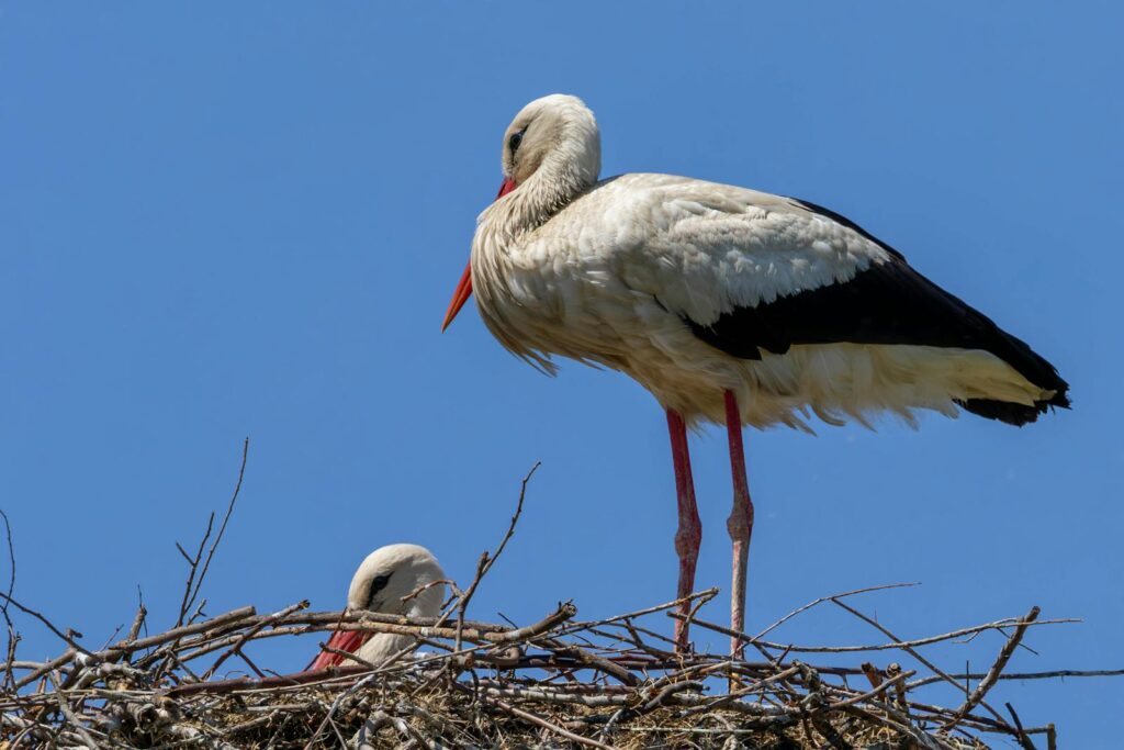 A pair of white storks perched on a nest against a bright blue sky.