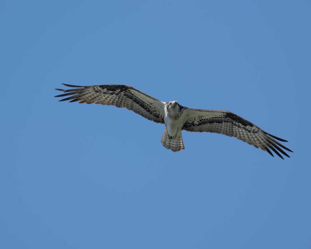 A harpy eagle with outstretched wings and a white underside flies against a blue sky.