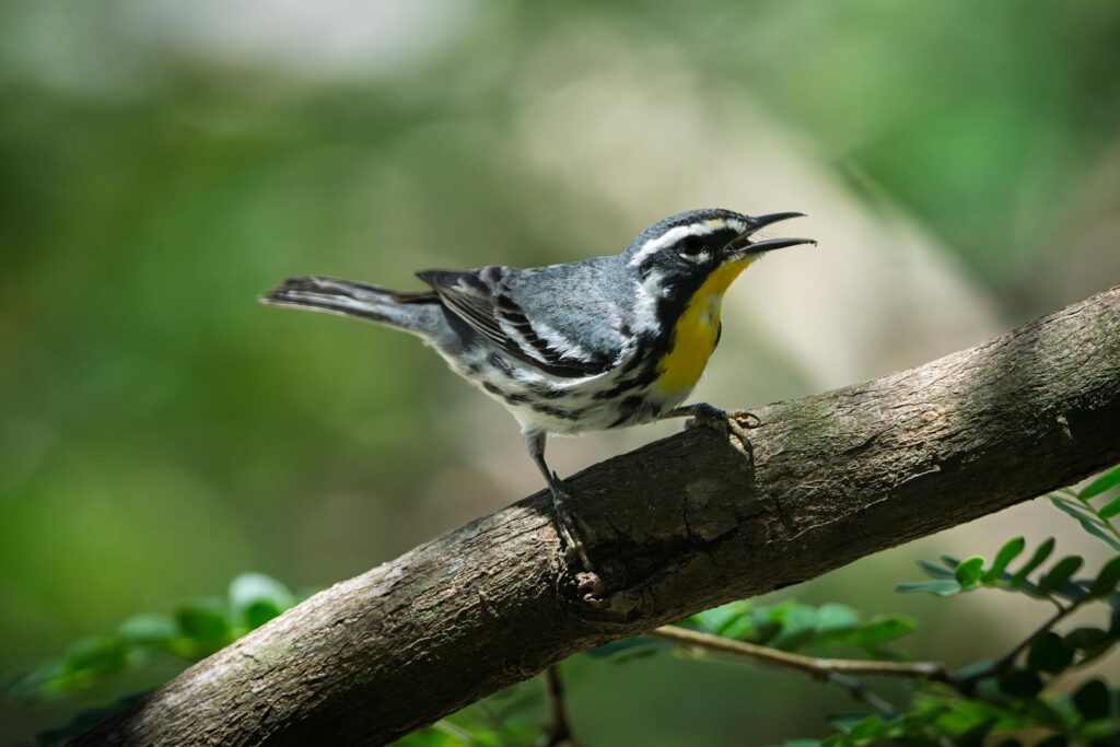 A yellow-throated warbler with grey, black, and yellow plumage sings on a branch.