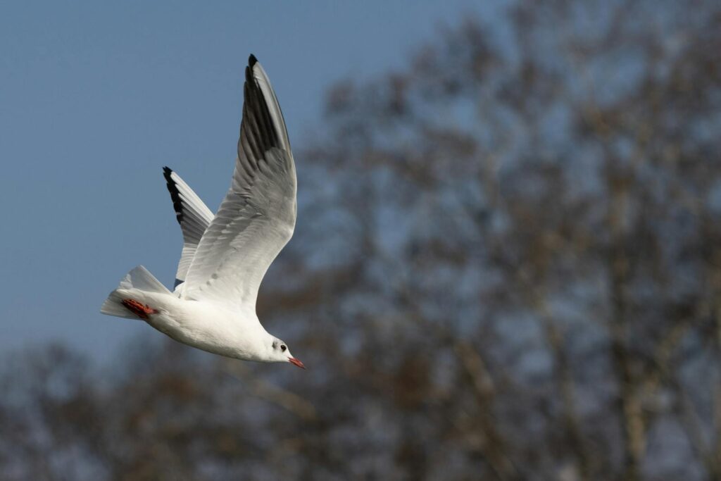 Elegant seagull in flight against blurred tree background and clear sky.