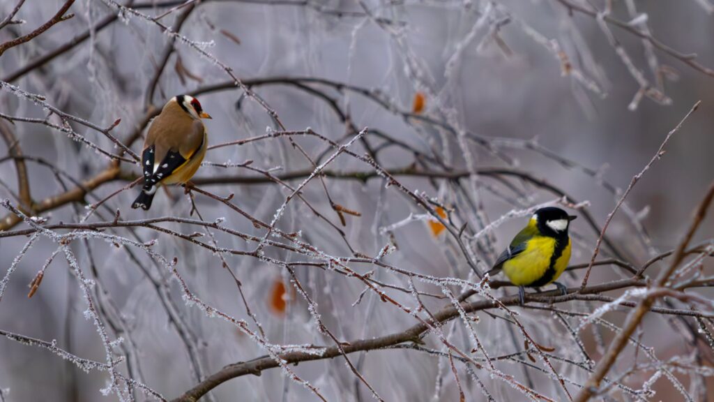 A European goldfinch and a great tit perch on frosted branches.