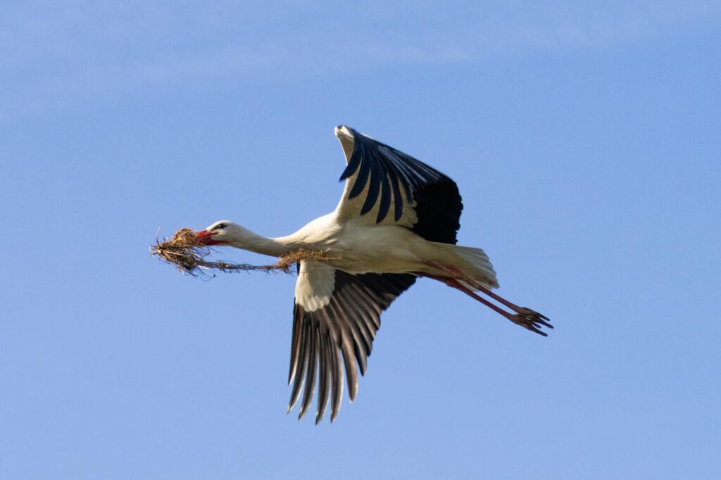 A stork flying with nesting material against a clear blue sky.