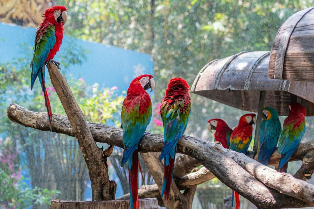 Several colorful macaws with vibrant red, blue, and green plumage perch on branches.