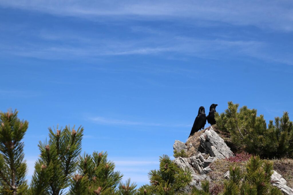 Two ravens perch on a rocky outcrop among evergreen trees under a clear blue sky.