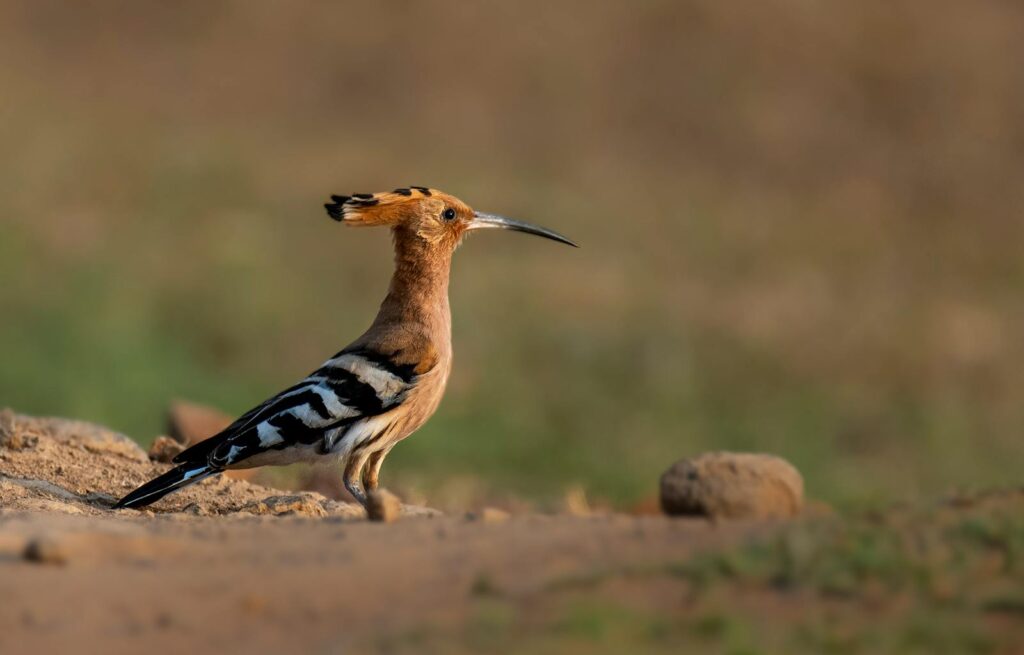 A striking Eurasian hoopoe with its distinctive crest and long beak stands on the ground.