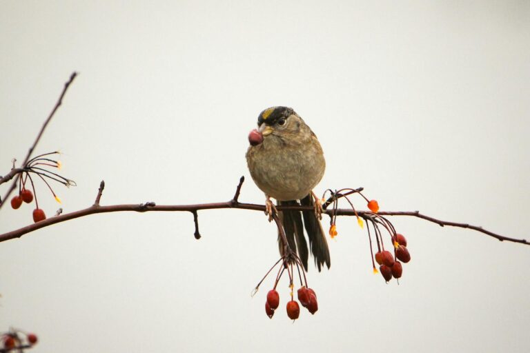 Charming sparrow perched on a branch with bright red berries.