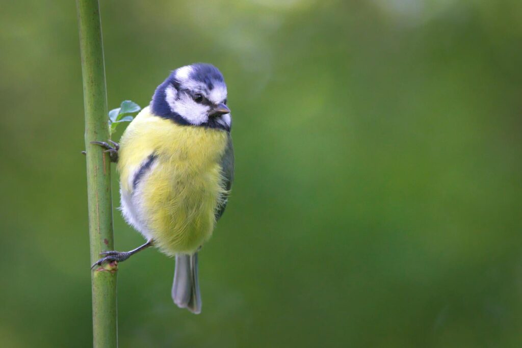 A charming Eurasian blue tit clings to a slender green stem.