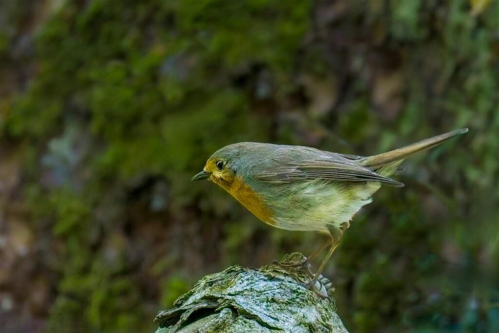 Close-up of a European Robin on a rock in a forest, showcasing its iconic red breast.