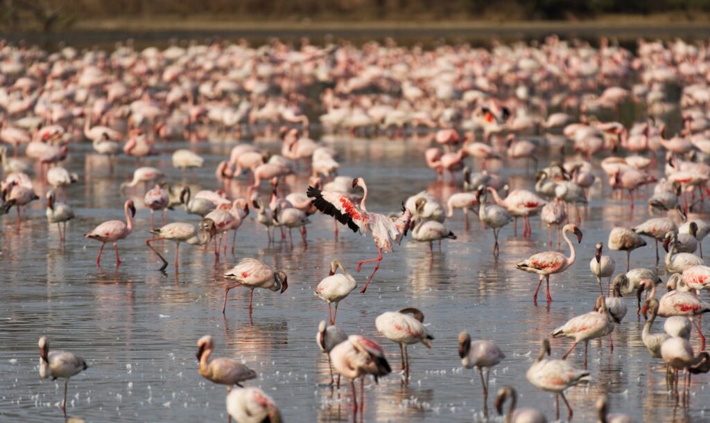 A large flock of flamingos stands in shallow water, with one displaying its wings.