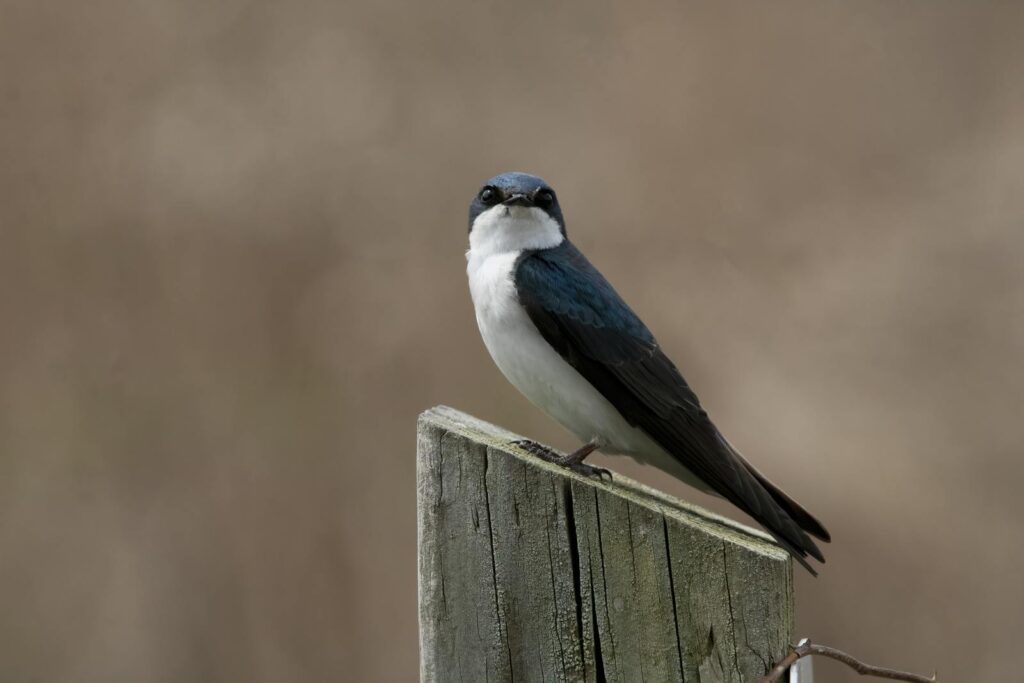 A tree swallow with dark blue and white plumage perches on a wooden post.





A tree swallow with dark blue and white plumage perches on a wooden post.
