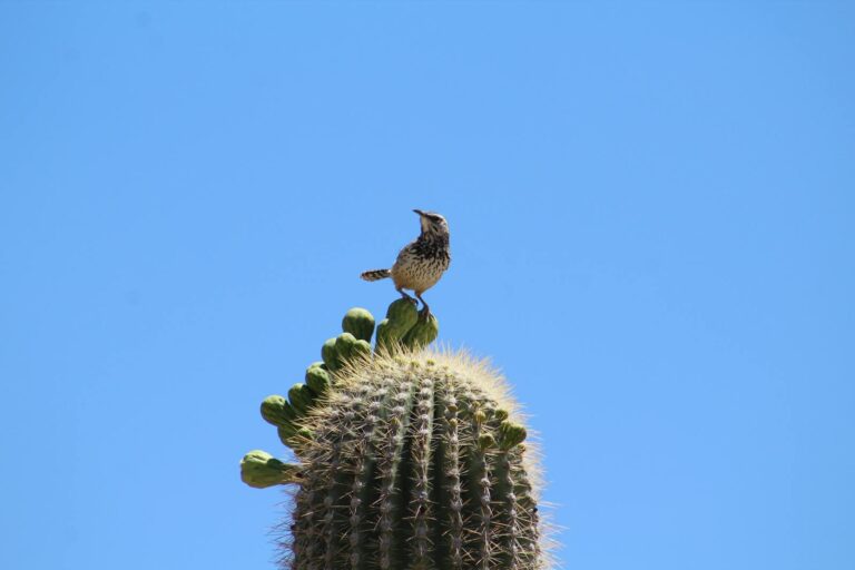 A Cactus Wren perches on top of a saguaro cactus under a clear blue sky.