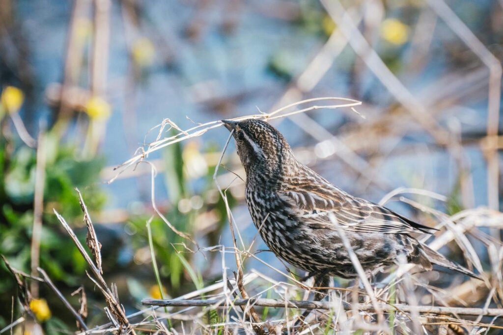 A female Red-winged Blackbird holds nesting material in its beak amidst tall grasses.
