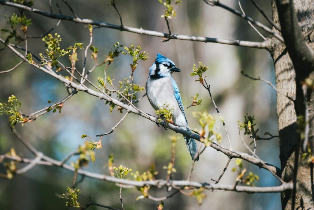 A blue jay with vibrant blue and white plumage perches on a budding branch.