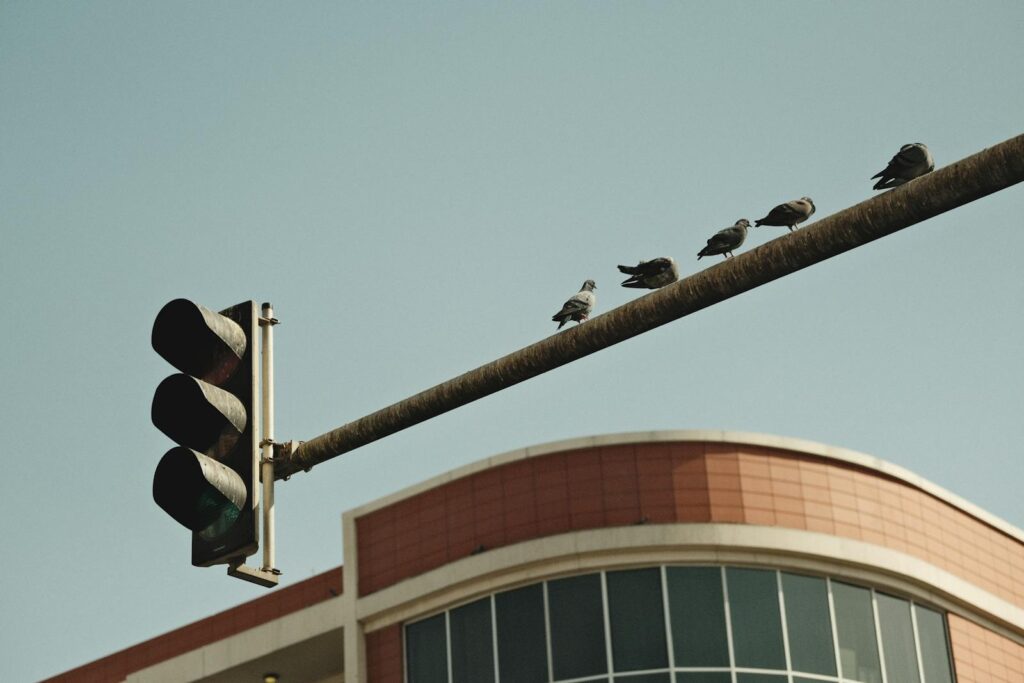 Bird Perched on Top of Traffic Light in Urban Setting.