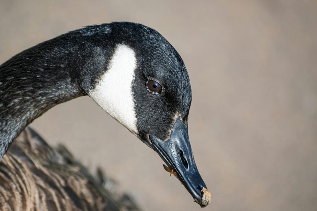 A Canada goose shows its black head and neck with a white chinstrap.