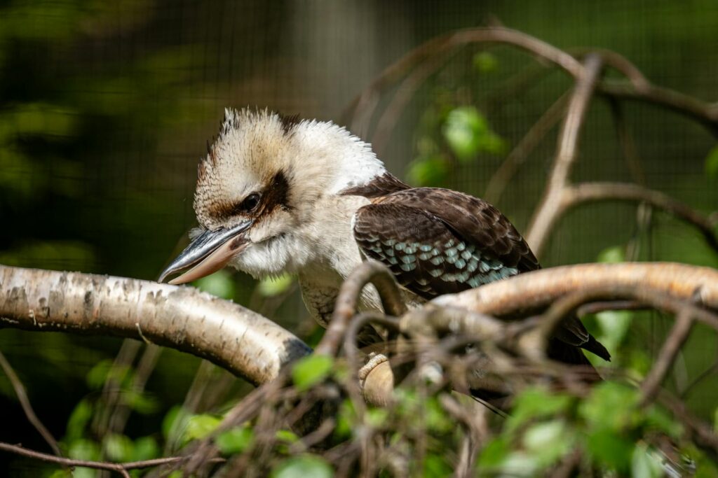 A laughing kookaburra with mottled brown and white plumage perches on a tree branch.
