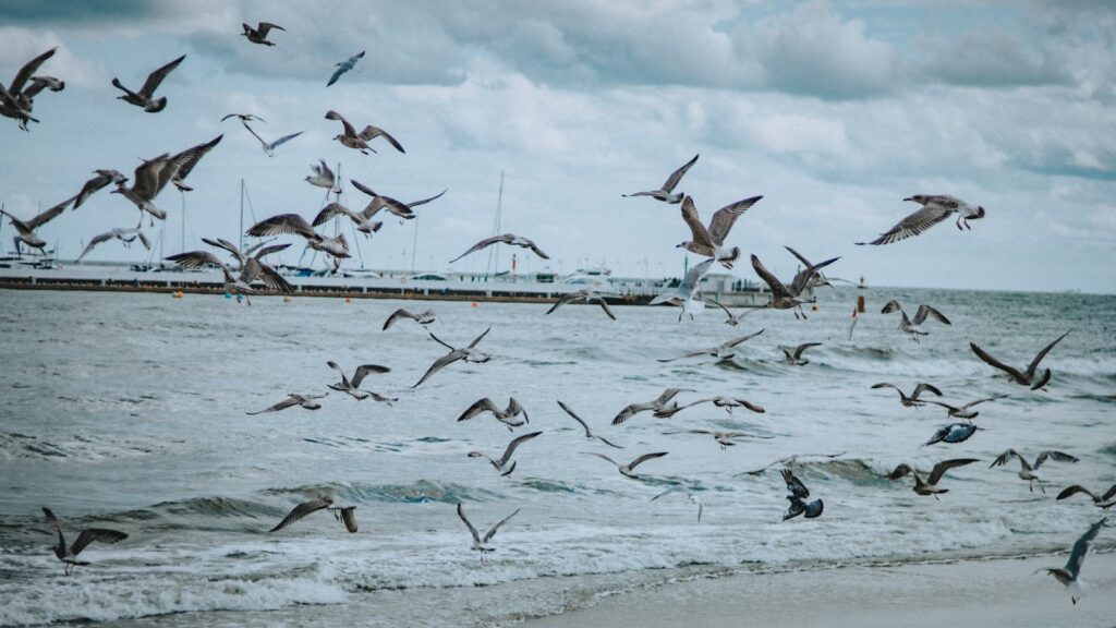 Numerous seagulls fly over choppy water near a pier under a cloudy sky.