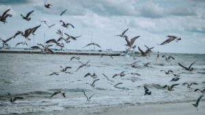 Numerous seagulls fly over choppy water near a pier under a cloudy sky.