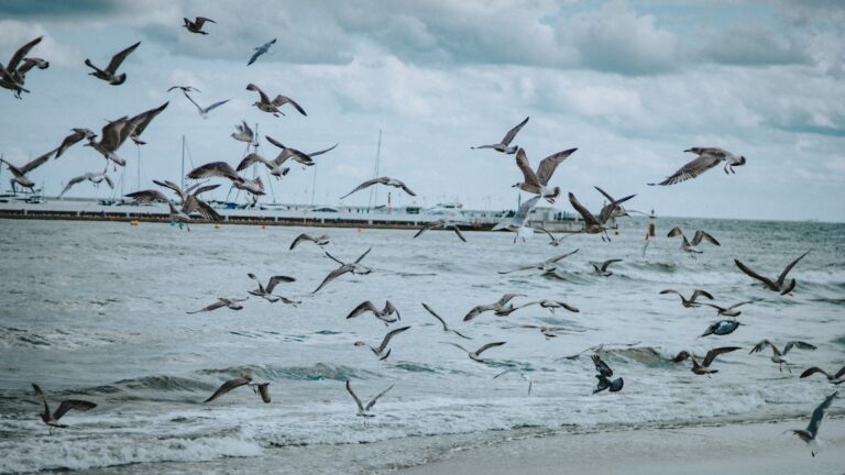 Numerous seagulls fly over choppy water near a pier under a cloudy sky.