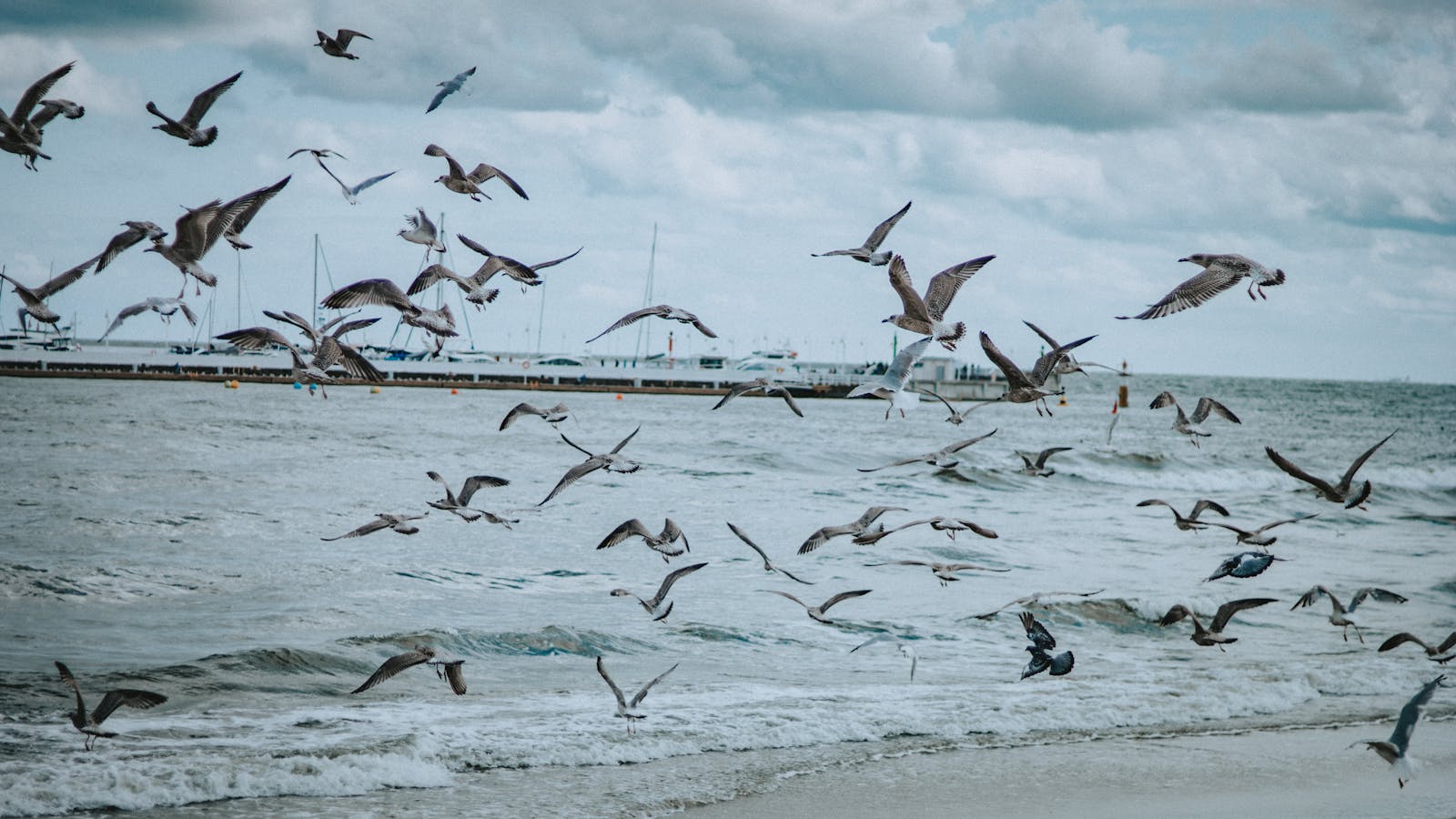 Numerous seagulls fly over choppy water near a pier under a cloudy sky.