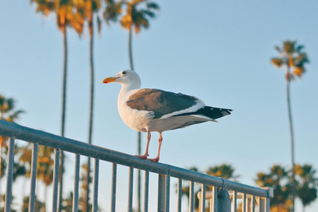 A seagull sits on a fence with palm trees in the background, showcasing a serene outdoor scene.