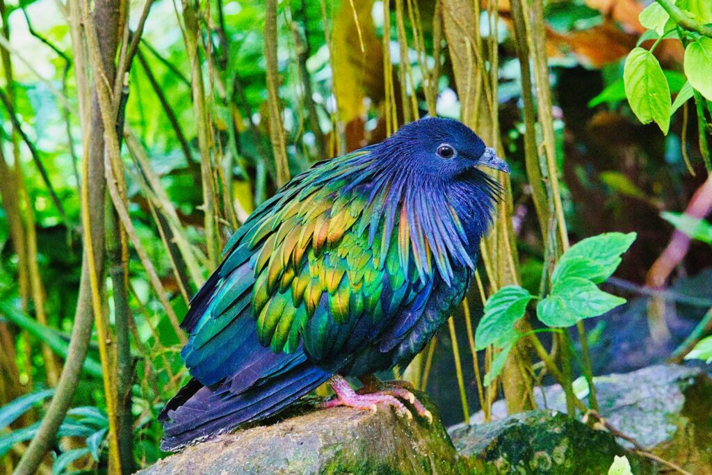 A Nicobar pigeon with iridescent blue, green, and copper plumage stands on a mossy surface.