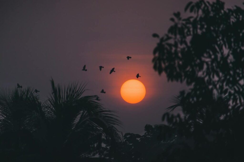 Silhouettes of birds flying at sunset with orange sun.