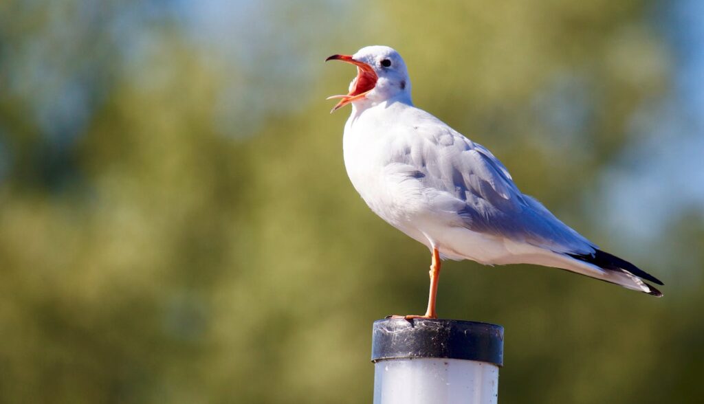 A seagull with open beak perched on a lamp post, captured during a sunny day in Amersfoort.