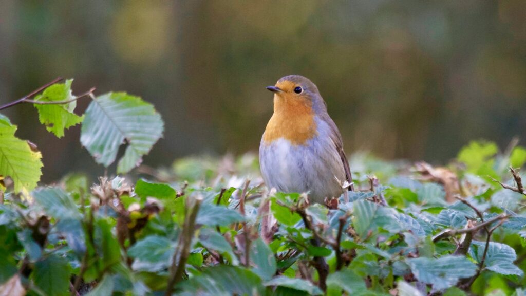 A vibrant European Robin perched among green leaves in a garden setting.