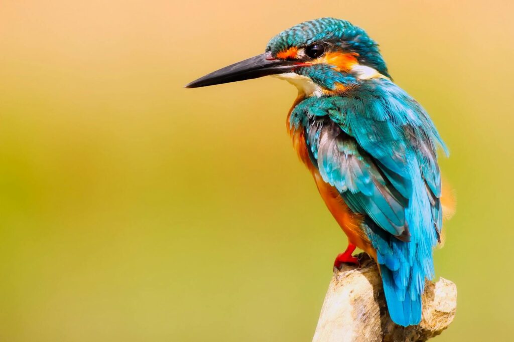 Close-up of a colorful kingfisher perched against a warm background.