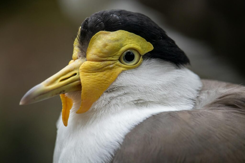 A masked lapwing (Vanellus miles) with vibrant yellow beak in Kerkrade.