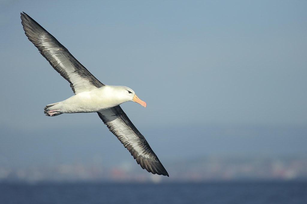 A black-browed albatross soars with its long wings extended.
