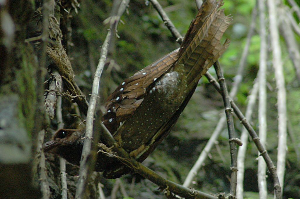 An oilbird with brown and white speckled plumage perches on a rock.