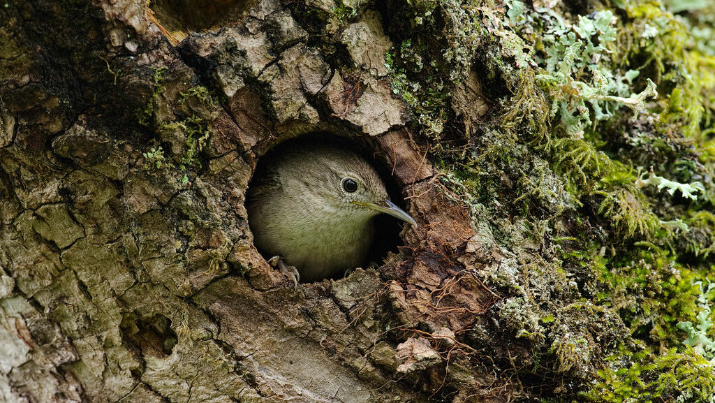 A house wren peeks out from its nest within a hole in a moss-covered tree.