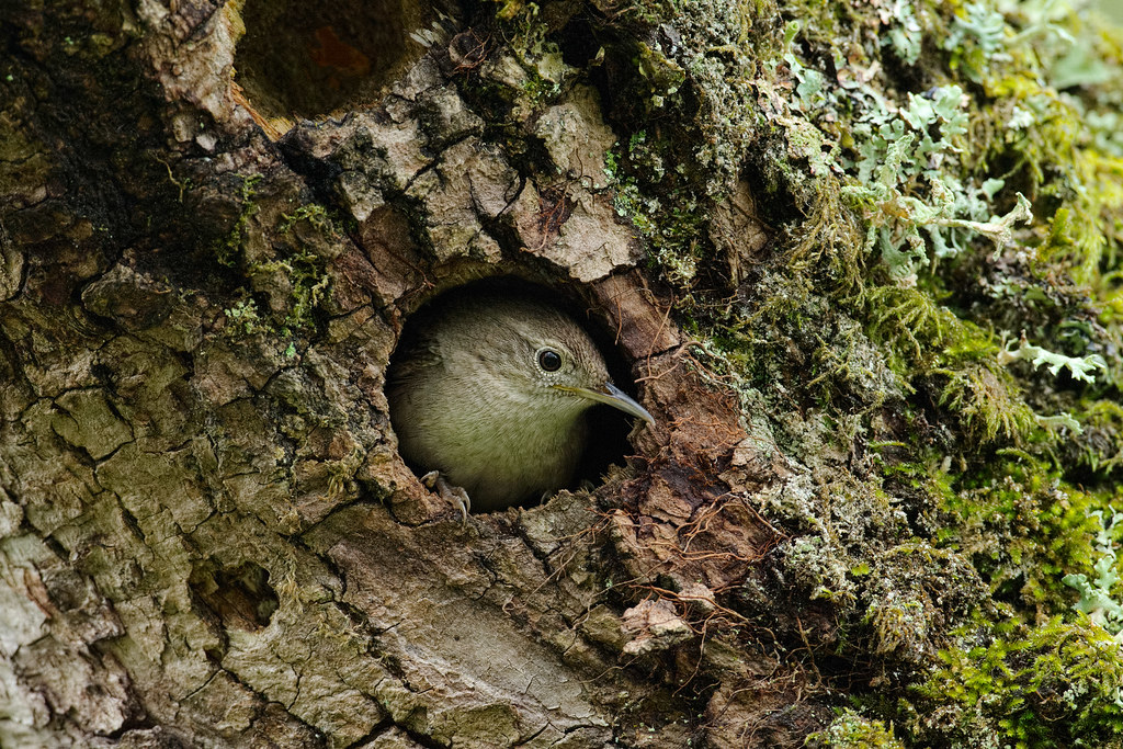 A house wren peeks out from its nest within a hole in a moss-covered tree.