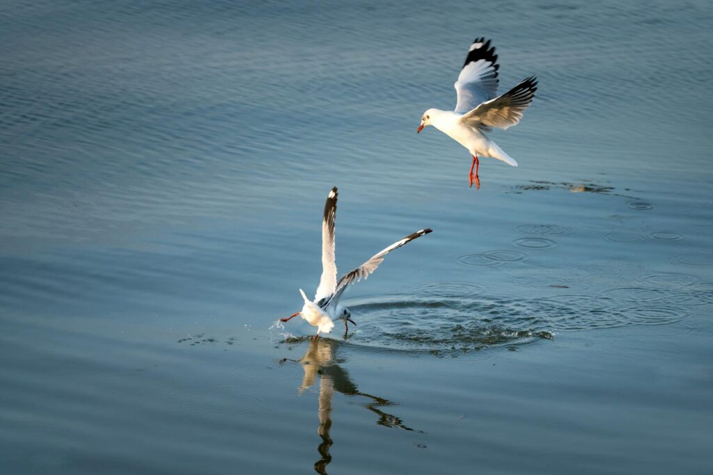 Two seagulls flying over calm waters, capturing their graceful motion.