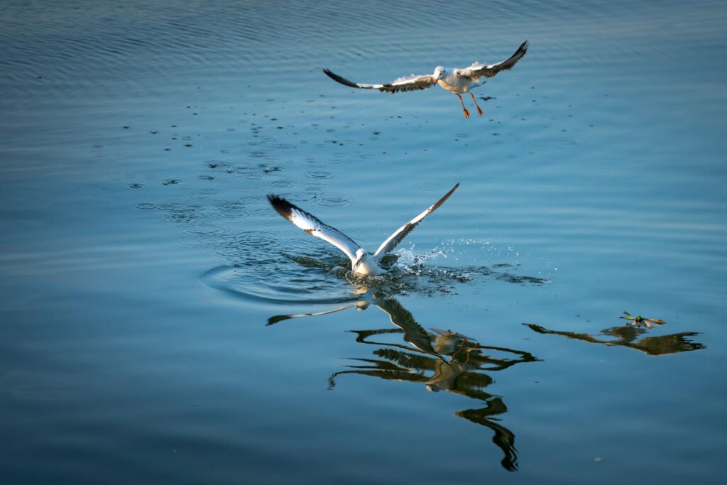 Two seagulls captured in flight over calm waters, creating a peaceful scene.