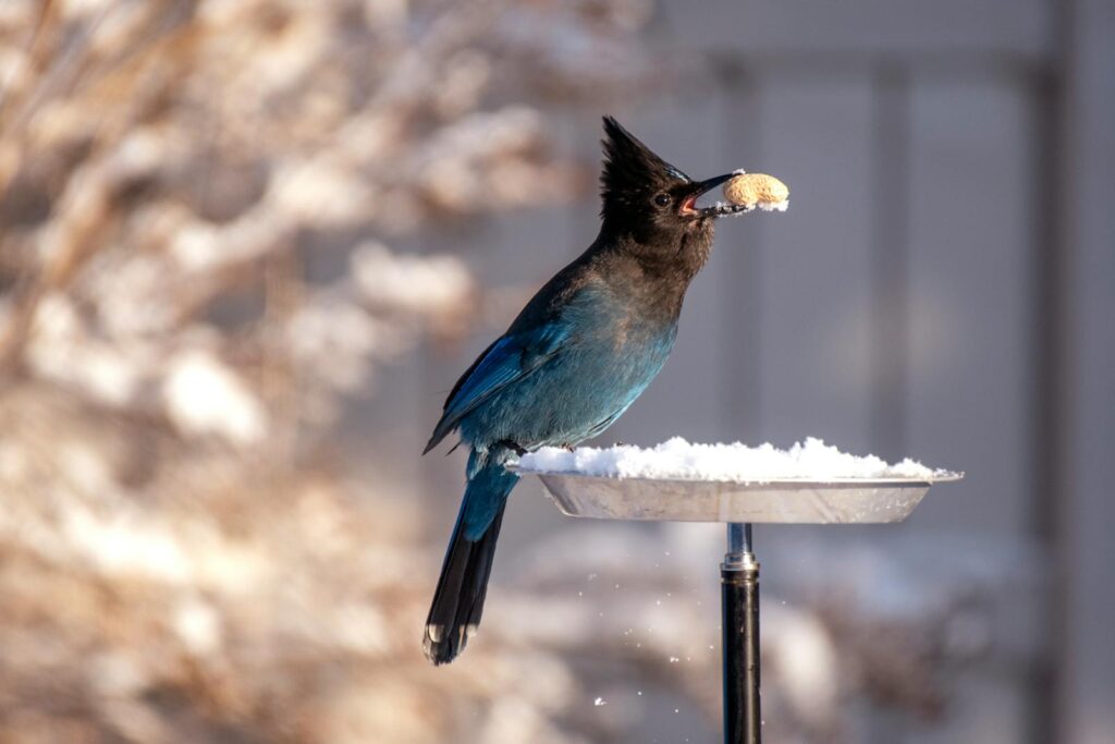 A vibrant Steller's Jay balances a peanut in its beak on a winter day, perched on a snowy bird feeder.