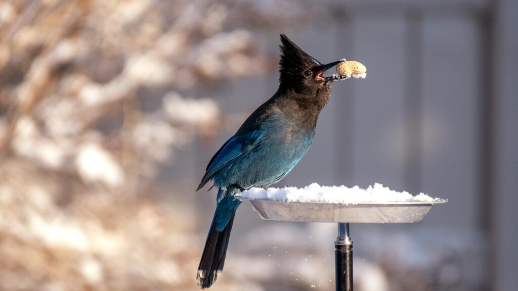 A vibrant Steller's Jay balances a peanut in its beak on a winter day, perched on a snowy bird feeder.