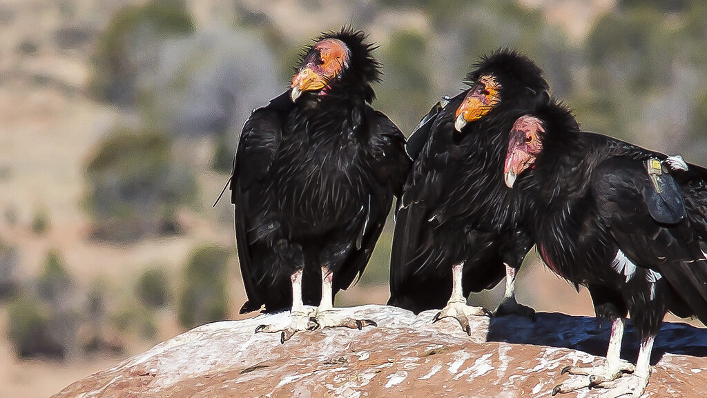 Three California condors perched on a rock.